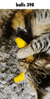 a cat laying on a carpet with a yellow object in its mouth under the words balls 398