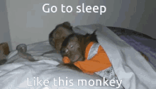 Go To Sleep Sleepy Monkey GIF - Go To Sleep Sleepy Monkey Sleep GIFs