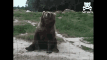 Waving Bear GIF - Bear Wave Bye GIFs