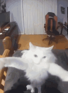 Cat Dance GIF - Cat Dance Cyclepath GIFs