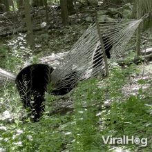 Bear And Cub Hanging Out In The Hammock Viralhog GIF - Bear And Cub Hanging Out In The Hammock Viralhog Resting In The Hammock GIFs