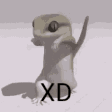 Lizard Dancing Xd GIF - Lizard Dancing Xd GIFs