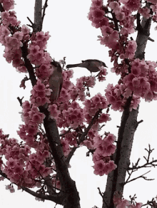 Bird Flowers GIF - Bird Flowers Tree GIFs