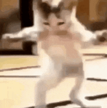 Cat Dance GIF - Cat Dance GIFs