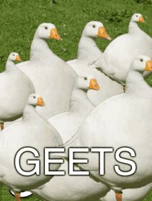 Geets GIF