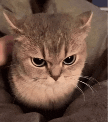 a close up of a cat 's face with a serious look on its face