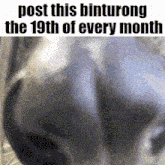 a picture of a dog with the words post this binturong the 19th of every month on it