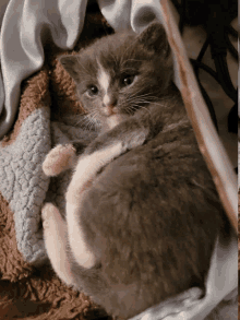 Munchkin Cat GIF - Munchkin Cat GIFs
