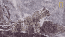 Waiting Snow Leopards101 GIF
