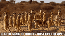 Ohm Ohmies GIF - Ohm Ohmies Apy GIFs
