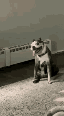 Perro Tonto GIF - Perro Tonto Dog GIFs