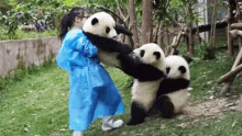 I Love Pandas And They Love Each Other GIF - I Love Pandas And They Love Each Other GIFs