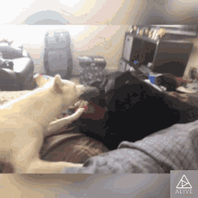 Dogs Puppy GIF - Dogs Puppy Love GIFs
