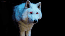 Ghost Wolf GIF - Ghost Wolf Ghost Wolf GIFs
