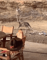 Paragwontbms Kangaroo Fight GIF - Paragwontbms Kangaroo Fight GIFs