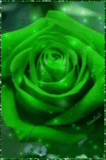 Green Rose GIF - Green Rose GIFs