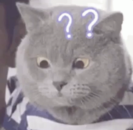 Prova De Matemática / Gato Confuso / Confusa / GIF - Gato Math Test What - Discover Share GIFs