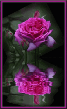 Pink Rose GIF - Pink Rose Reflection GIFs
