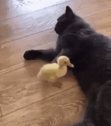 a black cat is laying on the floor next to a small yellow duck