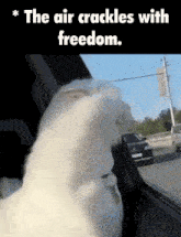a white cat looking out a car window with a caption that says the air crackles with freedom