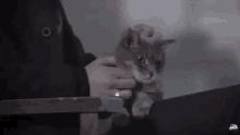 Bill Skarsgard Gray GIF - Bill Skarsgard Gray Cat GIFs