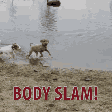 Dog Body Slam GIF - Dog Body Slam Jerk Move GIFs