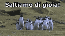 Salto Di Gioia Felici Felicità Sorridere Pinguini GIF - Jump For Joy Happy Happiness GIFs