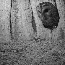 Entering The Nest Tawny Owl GIF - Entering The Nest Tawny Owl Robert E Fuller GIFs