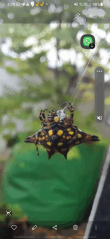 Spider Outside GIF
