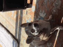 When You Dont Give Him Enough Treats GIF