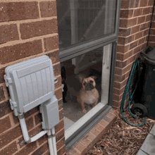 Window Doggo GIF - Window Doggo Dogs GIFs