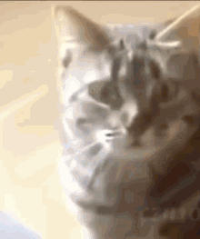 Cat Disconnected GIF - Cat Disconnected GIFs