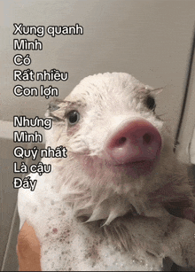 a pig is being bathed in a bathtub with the words xung quanh minh co rat nhieu con lon