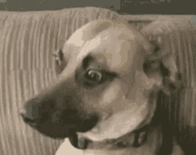dog-pet.gif
