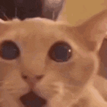 a close up of a cat 's face with its mouth wide open .