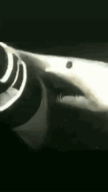 Goblin Shark Funny GIF - Goblin Shark Funny GIFs