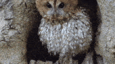 Looking At Something Tawny Owl GIF - Looking At Something Tawny Owl Robert E Fuller GIFs