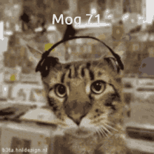 Mog Mog71 GIF - Mog Mog71 Mog Cat Cat Mog Gif Cat GIFs