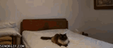 Boop Cat GIF - Boop Cat Bed GIFs