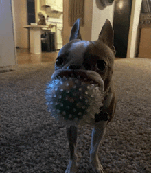 a dog is holding a ball in its mouth and looking at the camera