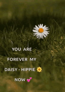 Daisy Flower GIF - Daisy Flower Grass GIFs