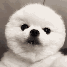 Dog Cute GIF