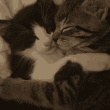 Cats Cuddling Hugs GIF - Cats Cuddling Hugs Cuddles GIFs
