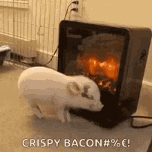 Pig Crispy GIF - Pig Crispy Bacon GIFs
