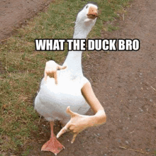 What The Duck Wtd GIF - What The Duck Wtd Wtdcnft GIFs