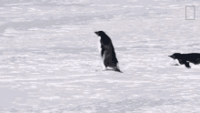 Moving Penguins Continent7 GIF
