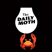 Thedailymoth The Daily Moth GIF