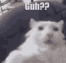 Guh Guh Cat GIF - Guh Guh Cat Cat GIFs