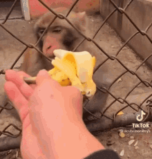 angry monkey banana annoyed angry monkey