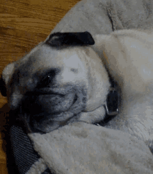 Pug Sleeping GIF
